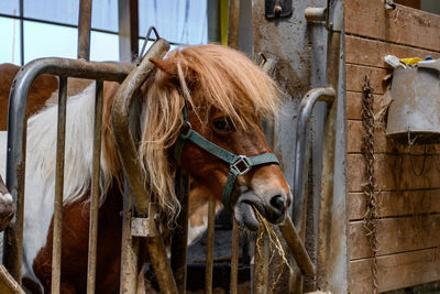 Close-up of pony in barn on farm