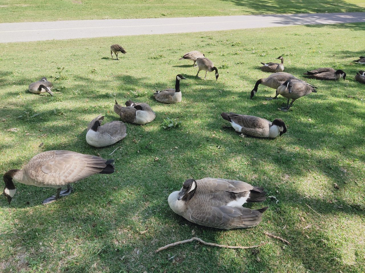 animal, animal themes, group of animals, grass, wildlife, animal wildlife, large group of animals, duck, water bird, ducks, geese and swans, bird, high angle view, nature, no people, goose, plant, day, green, land, field, outdoors, canada goose, beauty in nature, flock of birds