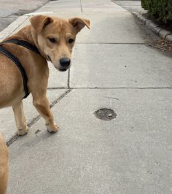 High angle view of dog on footpath