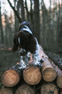 Close-up of dog in forest