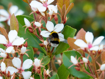 Close-up of bee on white flowering plant