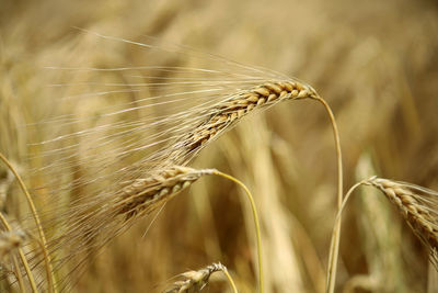 Close-up of wheat growing on field