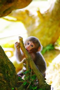 Close-up of monkey sitting on tree