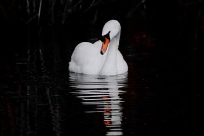 Swan swimming in lake