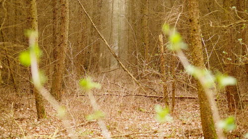 Close-up of plants against water