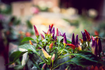 Close-up of flowers against blurred background