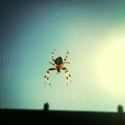 Close-up of spider