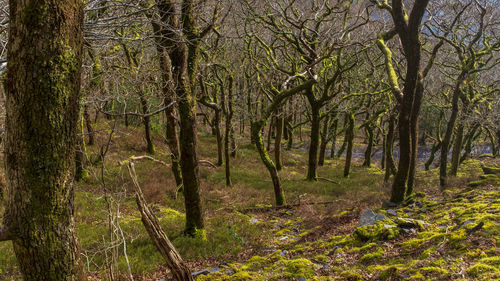 Trees in forest