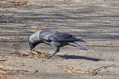 Jackdaws are highly intelligent and very social birds. 