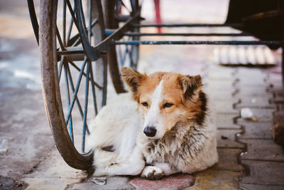 Dog relaxing by cart on footpath