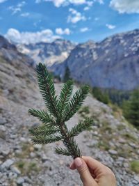 Cropped hand of person holding plant