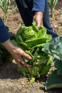 Midsection of person holding leaf