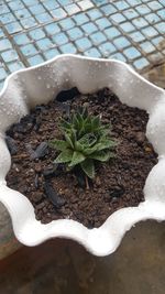 High angle view of potted plant