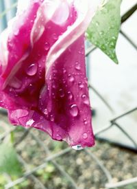 Close-up of wet pink flower blooming outdoors