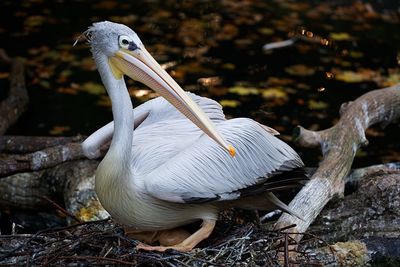 Close-up of pelican on nest