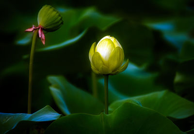 Close-up of lotus water lily