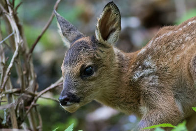 Close-up of an animal looking away