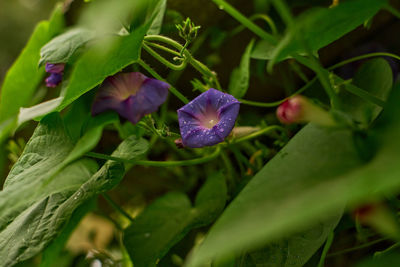 Close-up of purple flowering plant