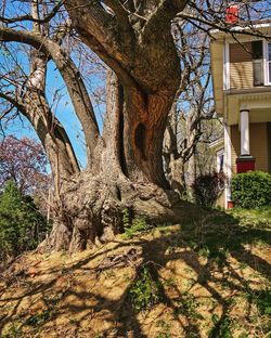 Low angle view of trees