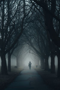 A lone man walks down a foggy tree lined path in a park. 