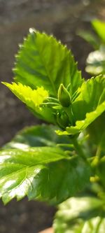 Close-up of green leaves