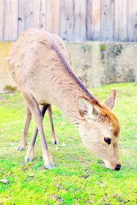 Full length of deer grazing on field