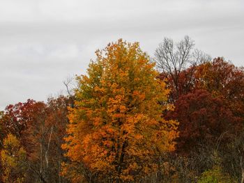 View of autumnal trees against sky during autumn