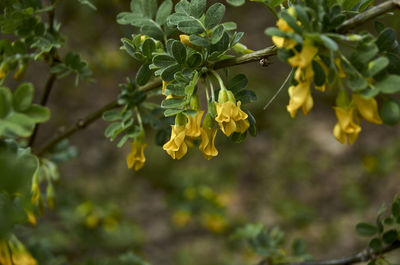 Close-up of yellow flowering plant