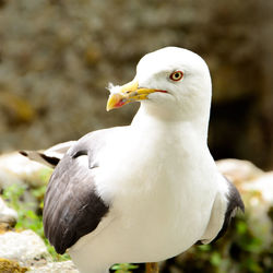 Close-up of seagull perching