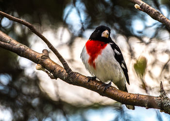 Close-up of bird perching on branch