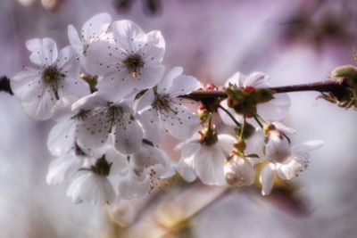 Close-up of cherry blossom