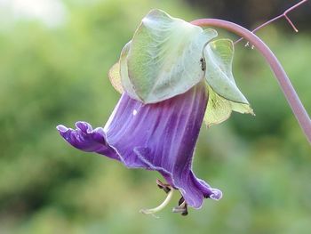 Close-up of purple flower