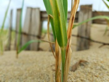 Close-up of plant