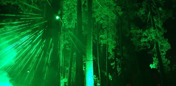 View of trees at night