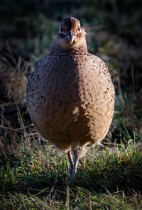 Close-up of bird perching on field