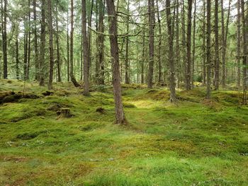 Trees in forest