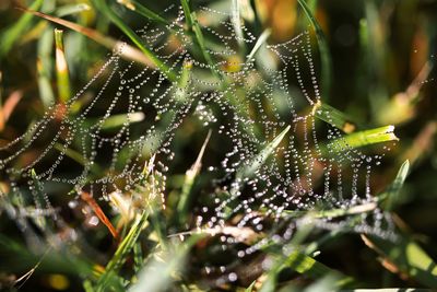 Close-up of wet spider web on plant