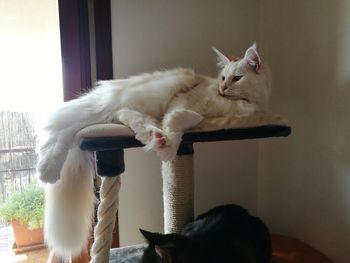 Close-up of a cat looking away
