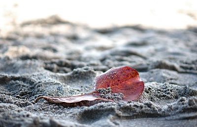 Close-up of surface level of sand