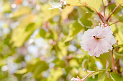 Close-up of pink flowering plant