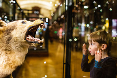 Portrait of cute boy in a museum looking at a wolf 