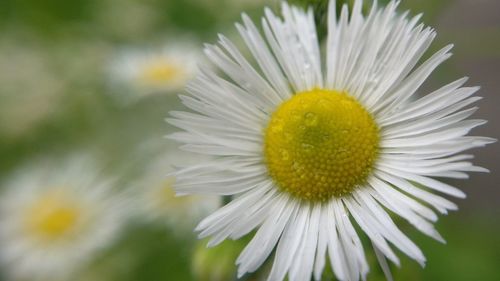 Close-up of white flower blooming outdoors