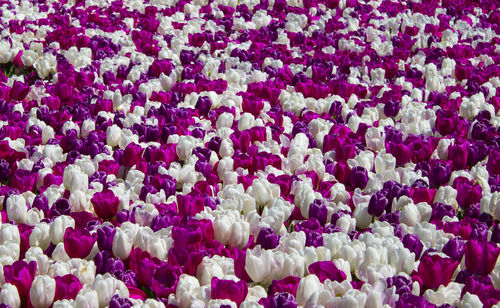 Full frame shot of white flowers