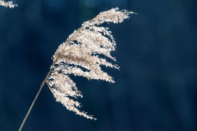 Close-up of dried plant on snow