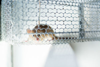 Close-up of lizard in cage