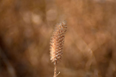 Close-up of dried plant on field