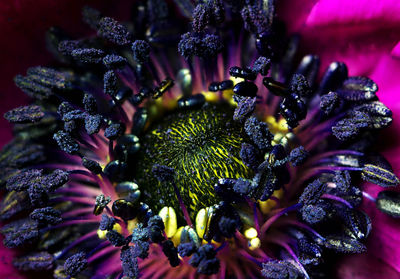 Close-up of bumblebee on purple flower