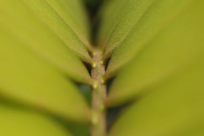 Close-up of green leaf