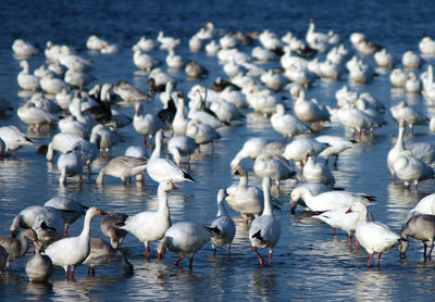 High angle view of geese on lake