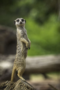 Portrait of meerkat standing on tree stump